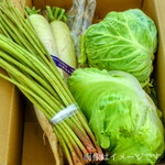 送料無料 ５月の朝採り直売野菜 ５点セット 農家直送 春の新鮮野菜 新潟県阿賀野産 露地物