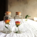 【限定数】植物標本　Botaical Collection■No.39　ミニバラ　オレンジレッド　オータムパーティー