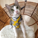 CATコンビ イエロー　パピーちゃん 猫ちゃん 男の子 オススメ　同シリーズのエメラルドもあります