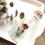植物標本　Botanical Collection■No.R-18 バラ リトルマーベル