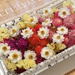 【花材】ドライフラワー盛り沢山 詰め合わせセット