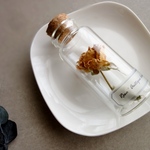 【予約販売】植物標本　Botanical Collection■No.R-33 バラ アンティークレース