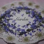 ウンランとレースフラワーセット【押し花花材】No.3333