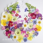 押し花セット★限定品★／20513