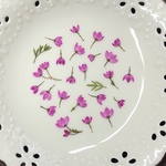 ボロニアピナータ(押し花)