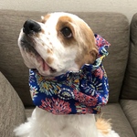 夏を先取り！打ち上げ花火❤︎ブルー　中型犬用スヌード　犬用スヌード