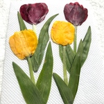 チューリップの押し花①