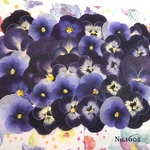 ♡new♡ ♡送料無料♡ビオラ♡押し花セット♡