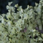 山吹 チースの Dry Flower（40cm級：7本組）