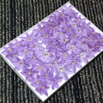 お花屋さんが作ったラベンダー色のイフェイオンのドライフラワー