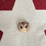 ころりんフクロウ　インドオオコノハズクＢ