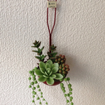 樹脂粘土●多肉植物 壁掛け●