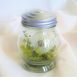 たんぽぽの綿毛の植物標本