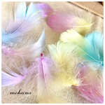 手染めカラフル羽