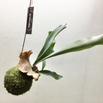 コウモリラン ヴィーチ 苔玉 ハンギング