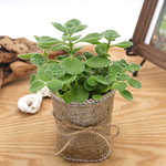 ミントの香り♡アロマティカス♡多肉植物♡観葉植物♡インテリア