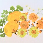 〈押し花〉イエロー・グリーン系セット