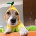 レモン🍋になっちゃうオヨウフク