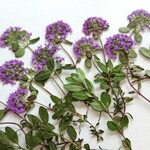 押し花素材〜🍀タイム