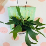 観葉植物☆壁掛け仕様コウモリラン板鉢植え☆オシャレ植物