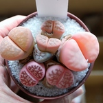  現品 令和のメメ②
