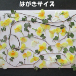押し花　素材　花いろいろ (３７枚) ７０８