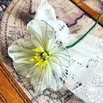 ナチュラルカラーなポピーの花