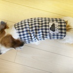 犬服 小型犬 ギンガムチェック
