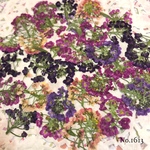 ♡new♡作家様必見♡ ♡可愛いアリッサム♡押し花セット♡
