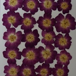 押し花商品【一重バラ】