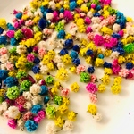 カラーかすみ草　ドライフラワー　ヘッドのみ100粒