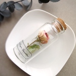 植物標本　Botanical Collection ■ No.R-13 バラ スーパーセンセーション