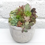 ♢ホワイト 陶器鉢♢ 多肉植物寄せ植え