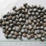 ジュズダマのビーズ　（芯処理済み・グレー系・小粒）100粒