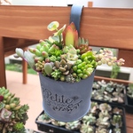 ♢ブルー ブリキ缶♢ 多肉植物寄せ植え