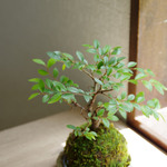 ニレケヤキの苔玉　受け皿セット