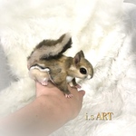 アメリカモモンガ♡