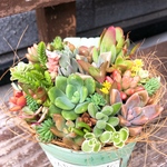 多肉植物寄せ植え