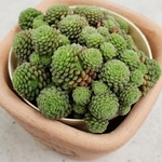 多肉植物❤レア❤モナンテス❤ポリフィラ❤抜き苗