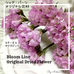 スターチス　桜ピンク　２ｇ　自家製 ドライフラワー 　レジン、ハーバリウム、キャンドルなど