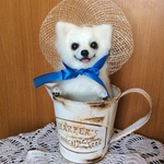 夏帽子のチワワ👒