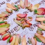 多肉植物葉挿し 詰め合わせセット❣️