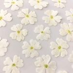 SALE‼ バーベナ ♡ 白 25枚 押し花 素材