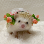 バラ蕾の花カチューシャ（ピーチ）