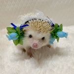 バラ蕾の花カチューシャ（ブルー）