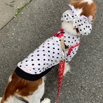 犬服ワンピース　ブラックドットワンピース　新作