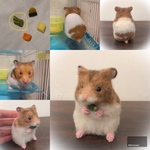 【huihui様】専用ページ