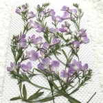 ロベリアの押し花　薄紫