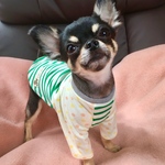 ハンドメイド犬服 ボーダー柄ラグランＴシャツ 小型犬用3Ｓ・SS・S