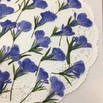 NO.500 ロベリア横姿     アクアマリン／押し花素材♡